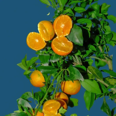 Calamondin Seeds - Verdseeds