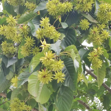 Camptotheca Tree Seeds - Verdseeds