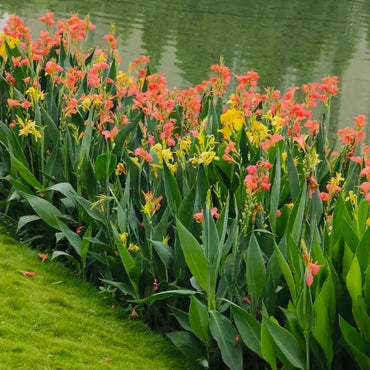 Canna Lily Seeds - Verdseeds