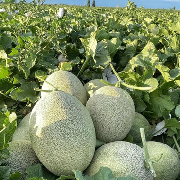 Cantaloupe Seeds - Verdseeds
