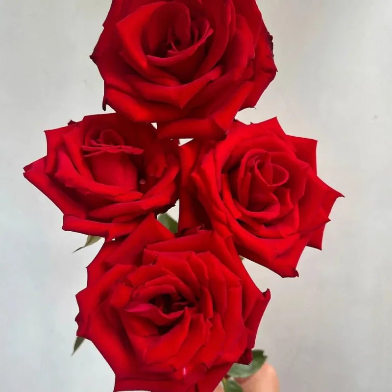 Carola Rose Seeds - Verdseeds