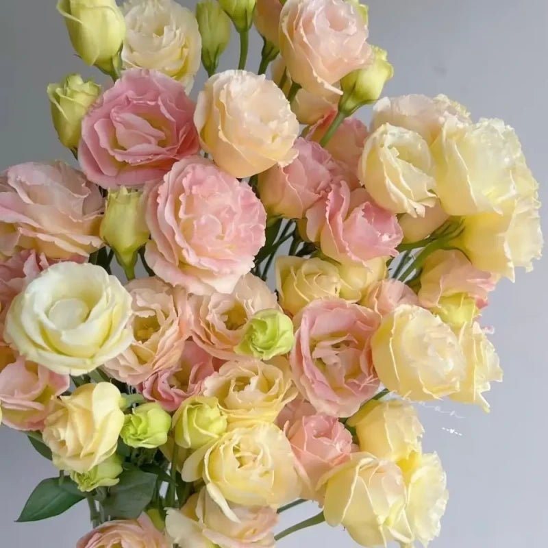 Champagne Lisianthus Seeds - Verdseeds