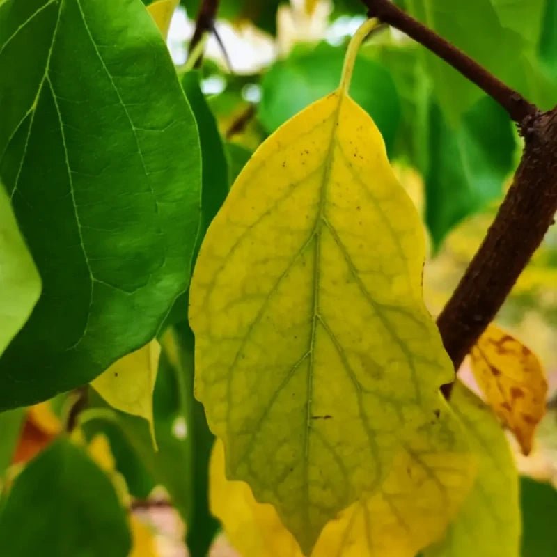 Che Fruit Seeds - Verdseeds