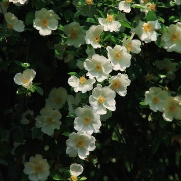 Cherokee Rose Seeds - Verdseeds