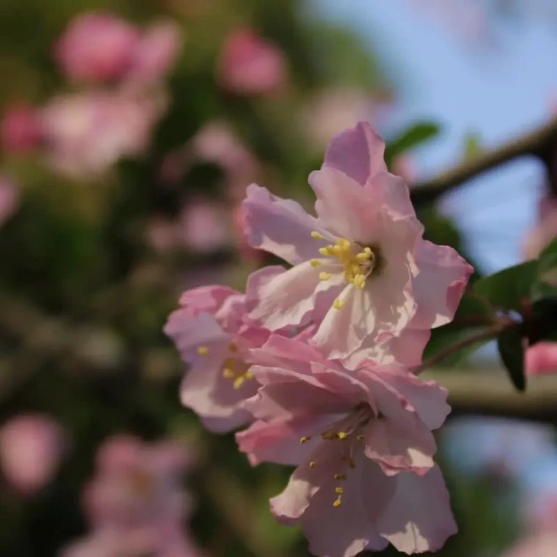 Cherry Blossom Pink Hall Crabapple Seeds - Verdseeds
