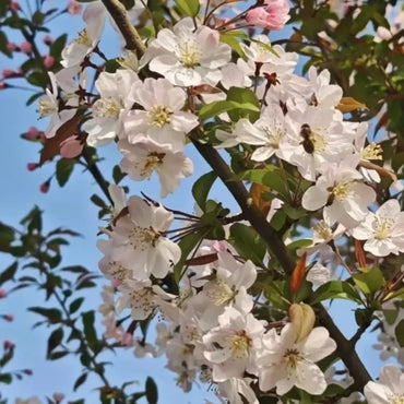 Cherry Blossom Pink Hall Crabapple Seeds - Verdseeds