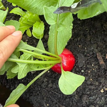 Cherry Radish Seeds - Verdseeds