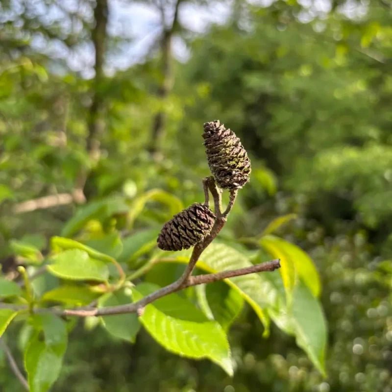 Chinese Alder Seeds - Verdseeds