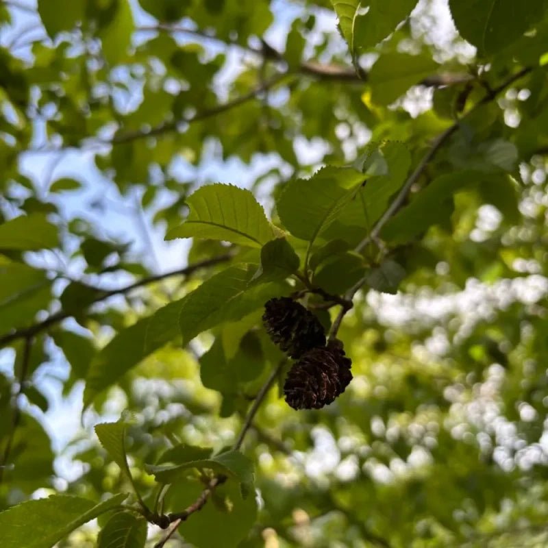 Chinese Alder Seeds - Verdseeds