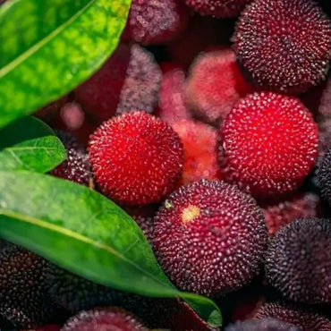 Chinese Bayberry Seeds - Verdseeds