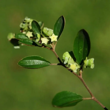 Chinese Christ's Thorn Seeds - Verdseeds