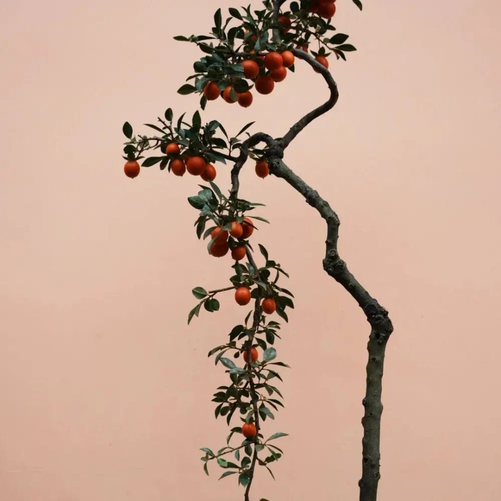 Chinese Date Plum Seeds - Verdseeds