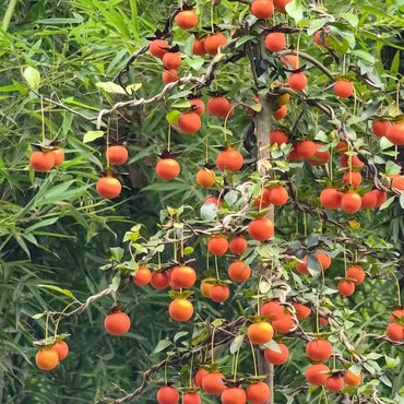 Chinese Date Plum Seeds - Verdseeds