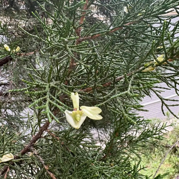 Chinese Juniper Seeds - Verdseeds