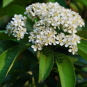 Chinese Photinia Seeds - Verdseeds