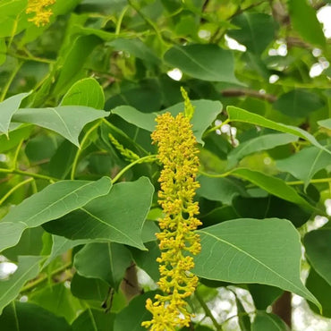 Chinese Tallow Tree Seeds - Verdseeds