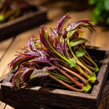 Chinese Toon Seeds - Verdseeds