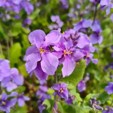 Chinese violet cress - Verdseeds