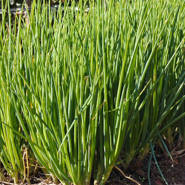 Chives Seeds - Verdseeds