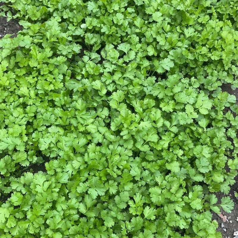 Cilantro Seeds - Verdseeds