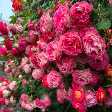 Climbing Baby Rose Seeds - Verdseeds