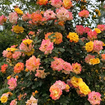 Climbing Rainbow Rose Seeds - Verdseeds