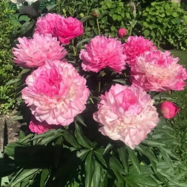 Clown Peony Seeds - Verdseeds