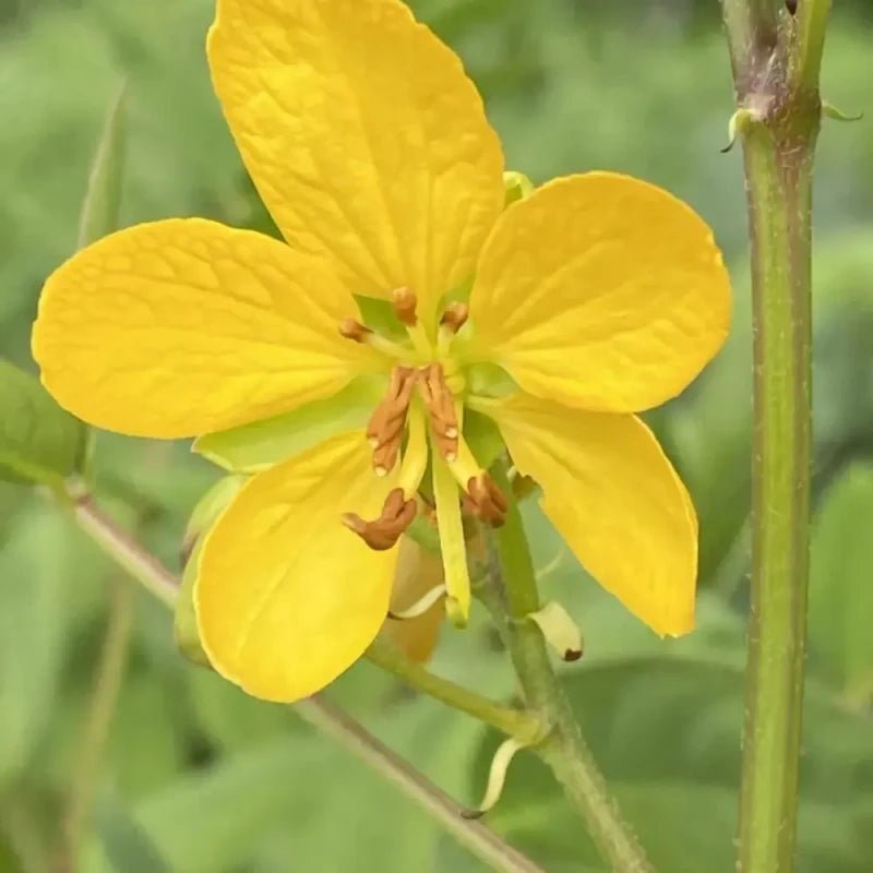 Coffee Senna Seeds - Verdseeds