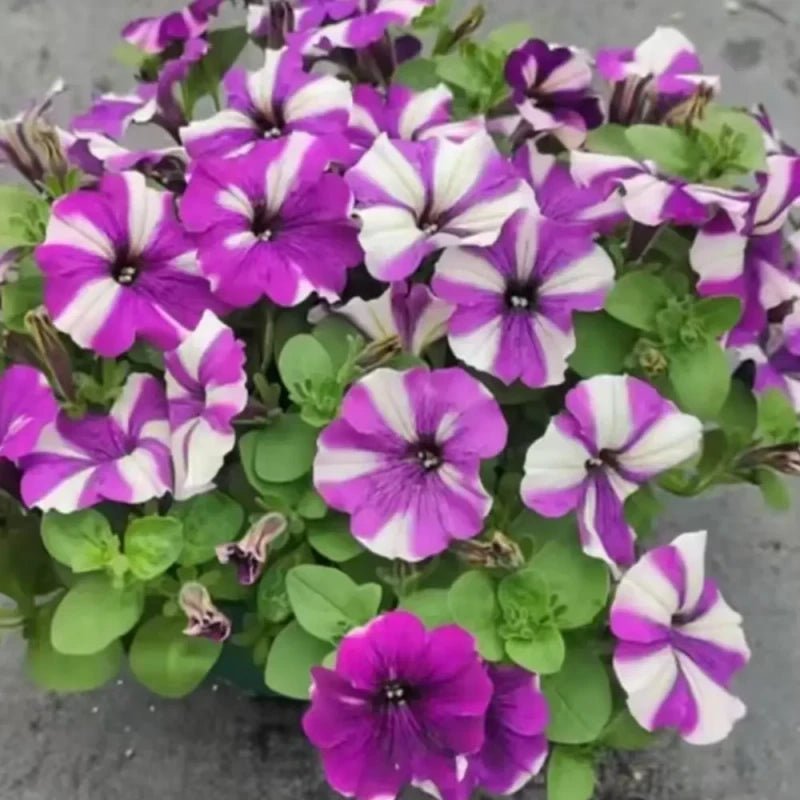 Color Bar Color Petunia Seeds - Verdseeds