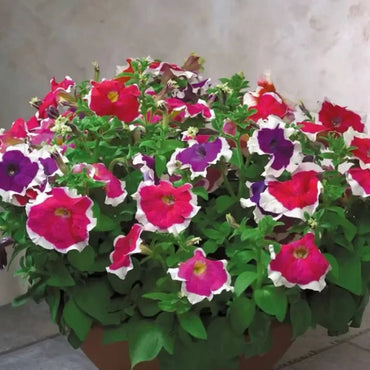 Colorful Circle Petunia Seeds - Verdseeds