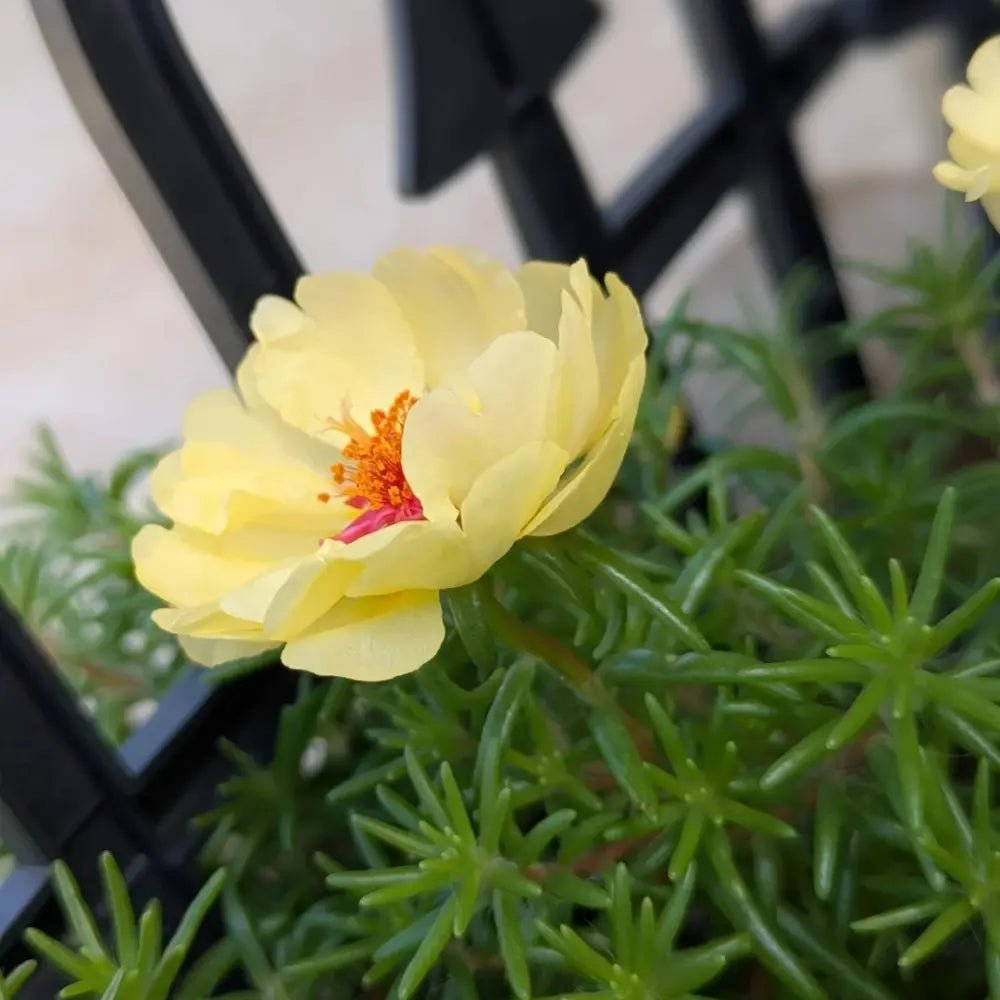 Colorful Sun Series Double Yellow Portulaca Grandiflora Seeds - Verdseeds