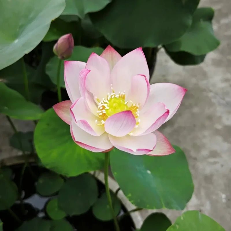 Congke Dwarf Lotus Seeds - Verdseeds