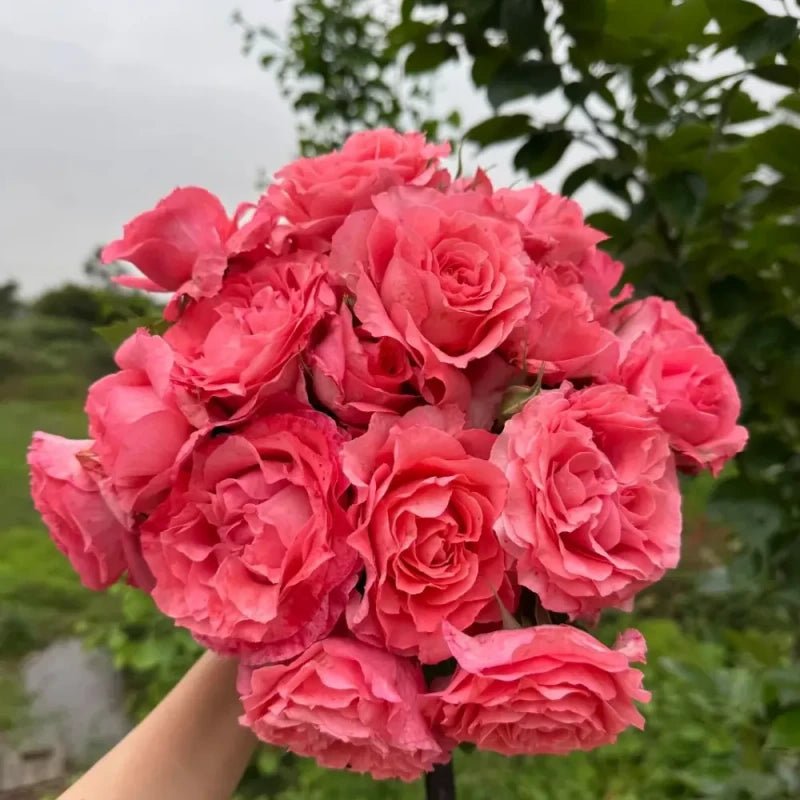 Coral Jelly Garden Rose Seeds - Verdseeds