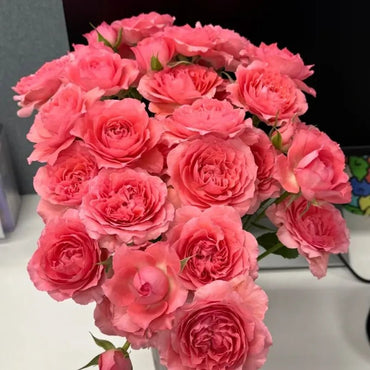 Coral Jelly Garden Rose Seeds - Verdseeds