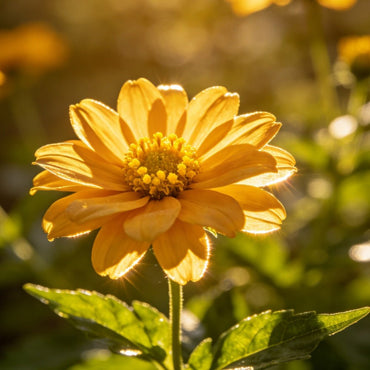 Coreopsis Seeds - Verdseeds
