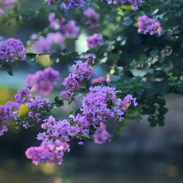 Crape Myrtle Seeds - Verdseeds