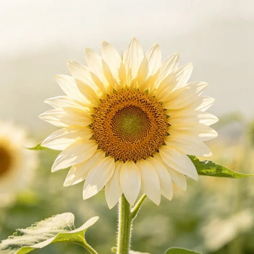 Cream colored single petal Sunflower Seeds - Verdseeds