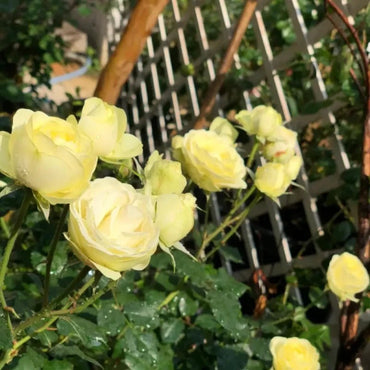 Cream Eden Garden Rose Seeds - Verdseeds