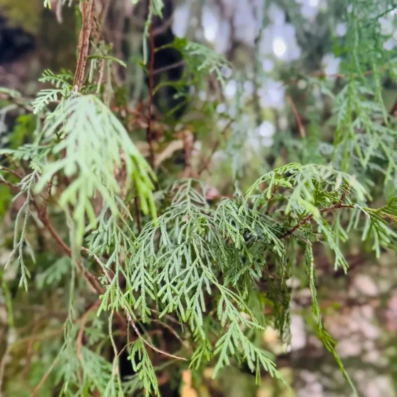 Cypress Seeds - Verdseeds