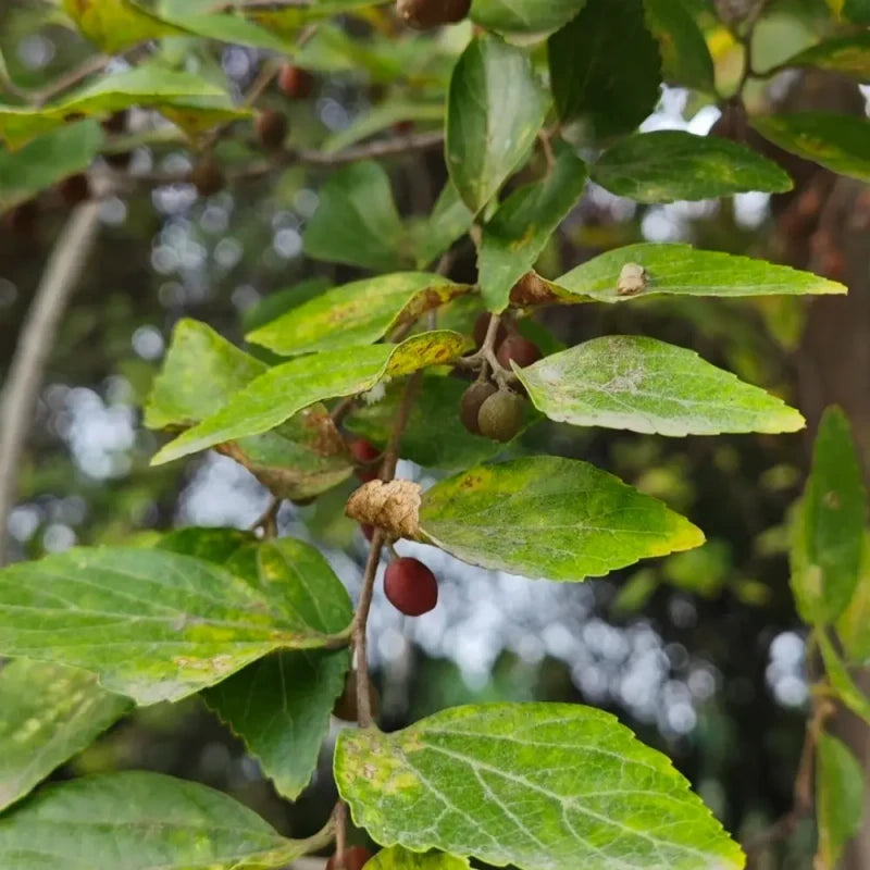 Japanese Hackberry Seeds