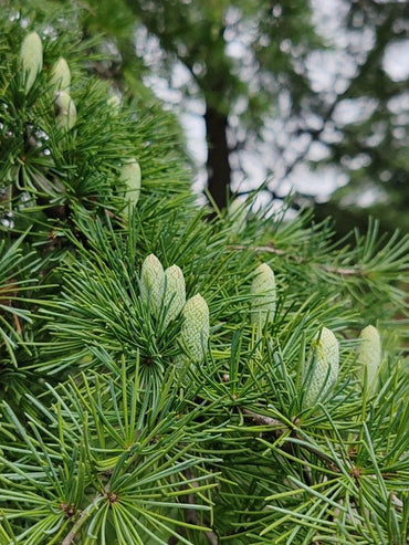 Deodar Cedar Seeds - Verdseeds