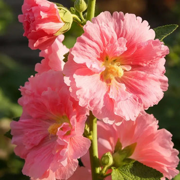 Double Petaled Pink Hollyhock Seeds - Verdseeds