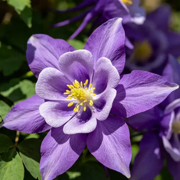 Double petaled purple Columbine Seeds - Verdseeds