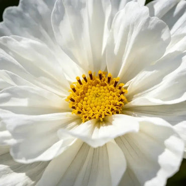 Double white petals Cosmos Seeds - Verdseeds