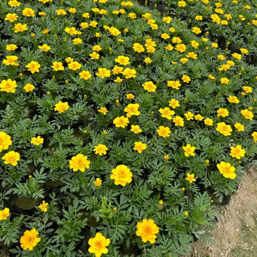 Double Yellow French Marigold Seeds - Verdseeds