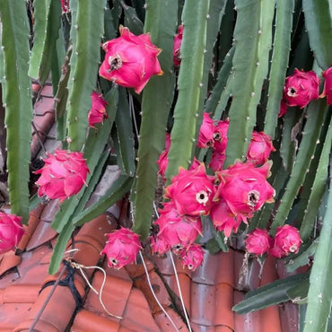 Dragon Fruit Seeds - Verdseeds