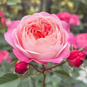 Dream Halo Garden Rose Seeds - Verdseeds