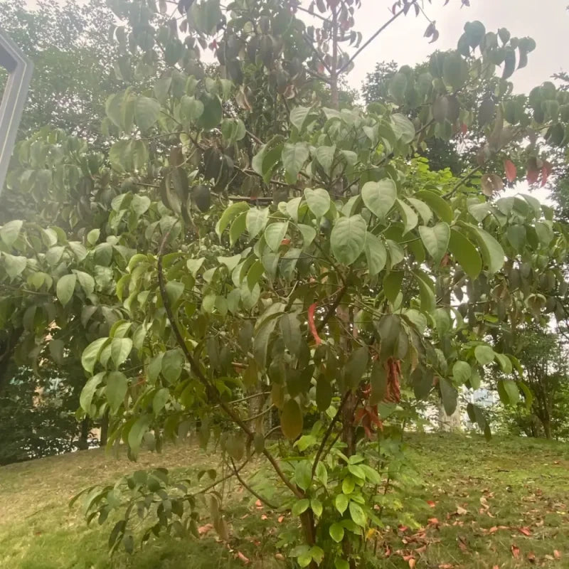 Hardy Rubber Tree Seeds