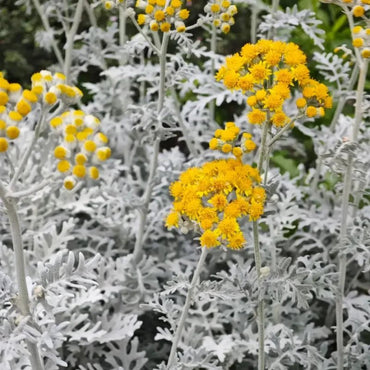 Dusty Miller Seeds - Verdseeds