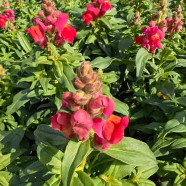 Dwarf Series Red Snapdragon Seeds - Verdseeds